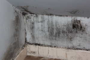 Household mold showing need to control humidity in the corner of a room.
